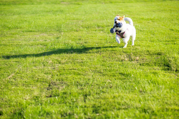 狗和女主人，公园背景图片下载