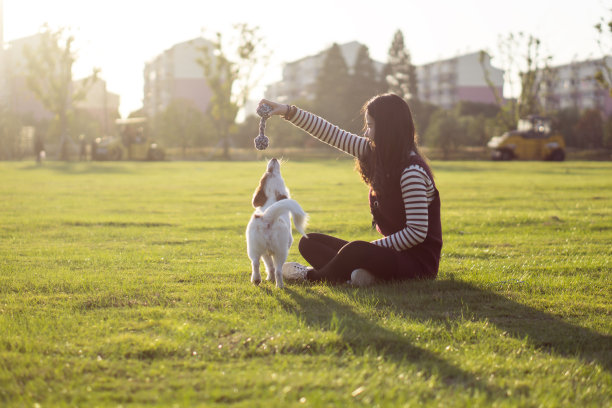 狗和女主人，公园背景图片下载