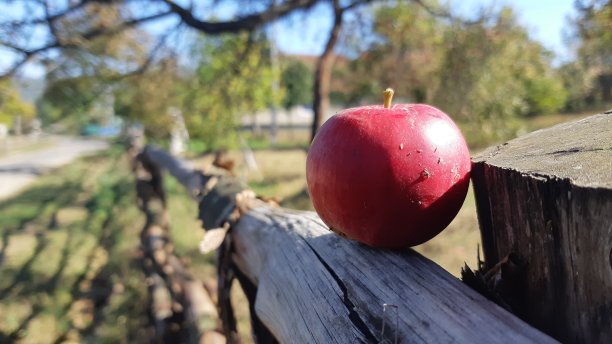 苹果的特写镜头图片下载