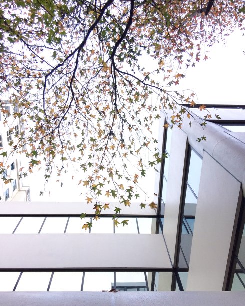 秋天的落叶图片下载