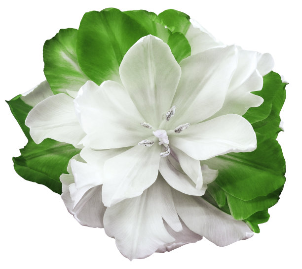 白绿色郁金香花在白色孤立的背景与修剪路径。没有阴影。特写镜头。大自然。图片下载