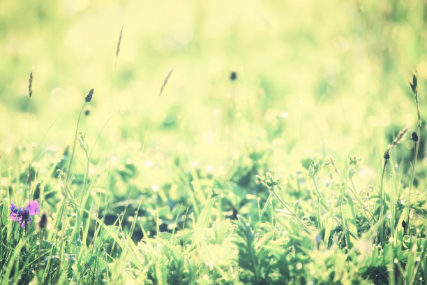 露珠在清晨的绿草如茵的阳光下，自然的户外背景图片下载
