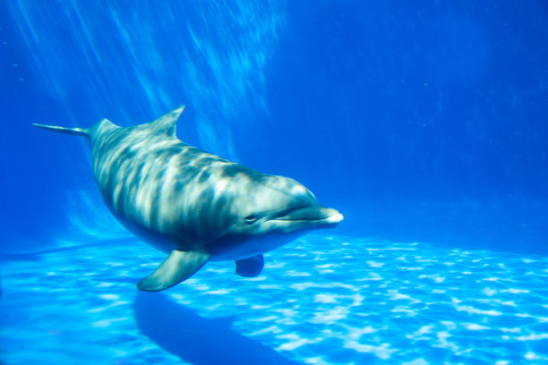 海豚在水族馆里在水下游泳图片下载