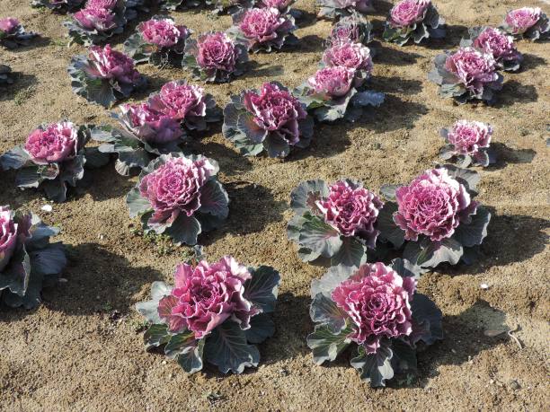 芸苔属植物图片下载