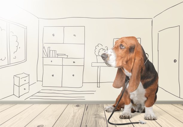 兽医。图片下载