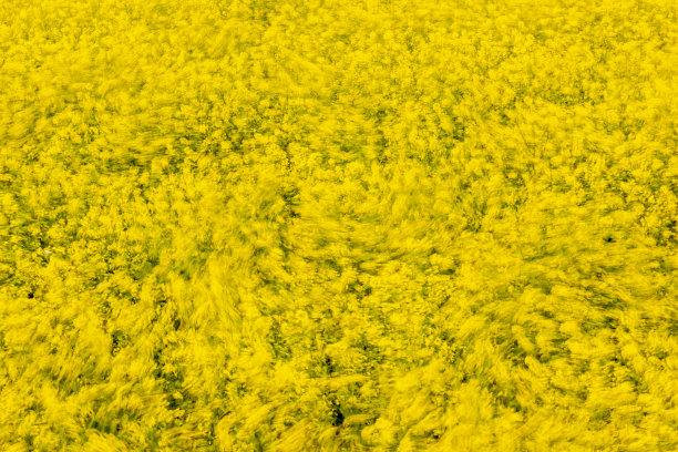 VD700油菜花随风摇曳图片下载