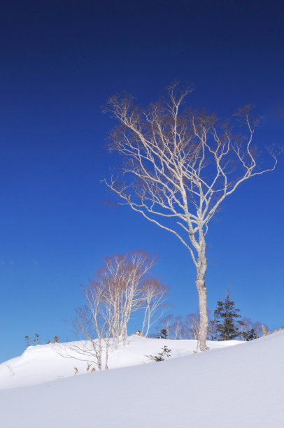 Vdcm100树和蓝天图片下载