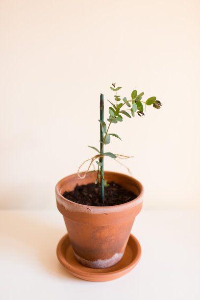 小桉树‘Funky Monkey’植物图片下载