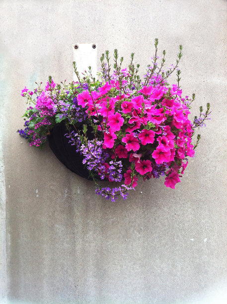 粉红色的花图片下载