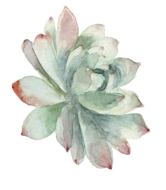 多汁的水彩图片下载