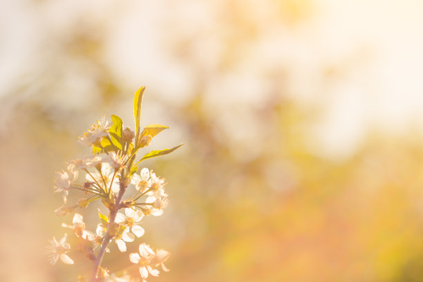 美丽的樱花照片，抽象的自然背景，美术，春天的季节，苹果盛开在阳光明媚的日子，花墙纸，柔软的焦点，小白花在树枝上图片下载