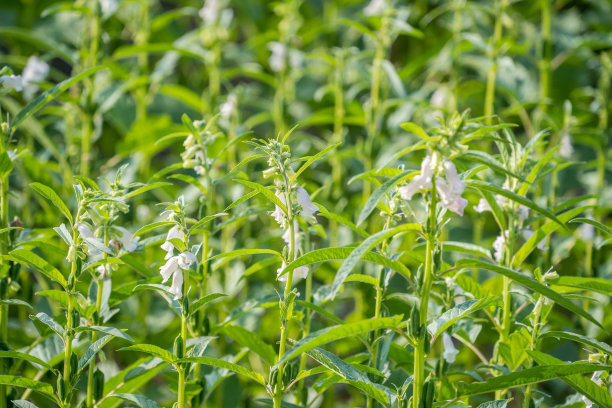 台湾台南西岗的芝麻田和美丽的花朵，特写，宏观图片下载