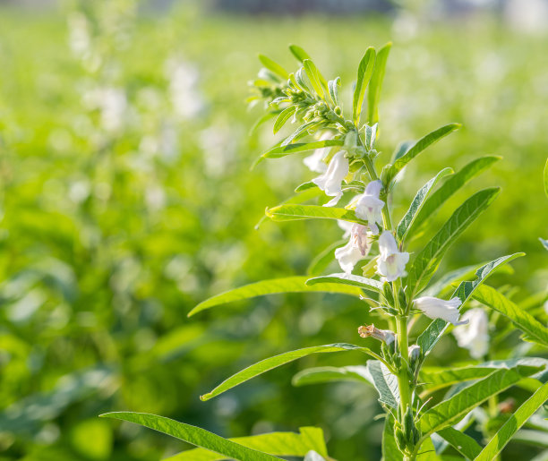 台湾台南西岗的芝麻田和美丽的花朵，特写，宏观图片下载