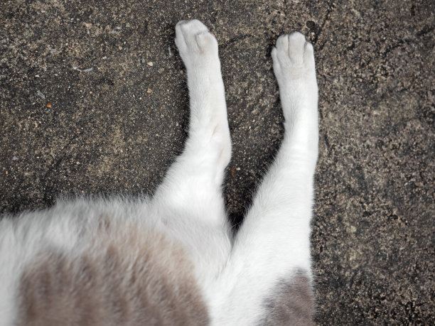 靠近在地板上睡觉的可爱猫的腿，选择性地聚焦图片下载