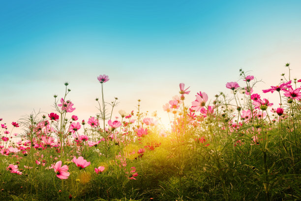美丽的宇宙花在花园的背景。图片下载