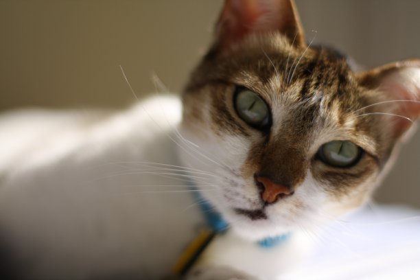 猫在日光浴图片下载