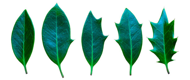 白色背景下叶片的进展图片下载