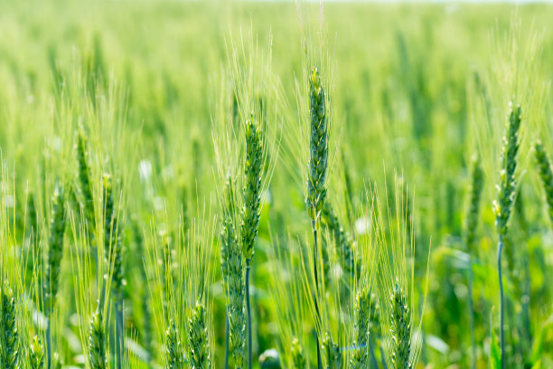 照片绿色的麦田。粮食作物的种植。图片下载
