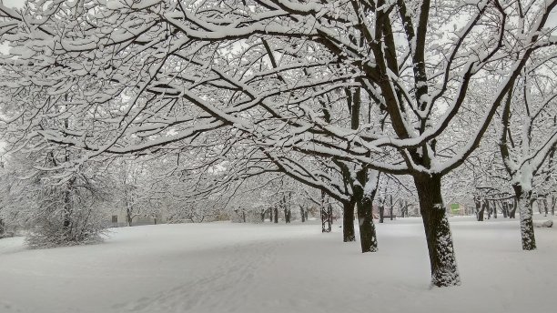 寒冷的冬天，城市公园在薄雾与积雪覆盖的树干图片下载