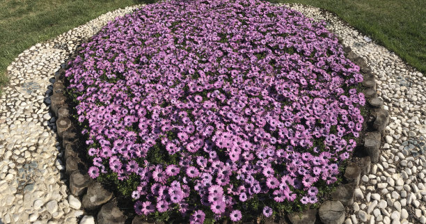 公园和花园的花卉美化研究图片下载