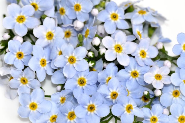 勿忘我草palustris图片下载