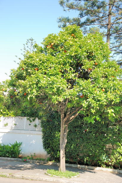 摩洛哥树上的橙子。图片下载