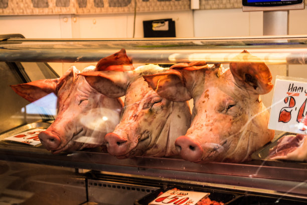 猪的头图片下载