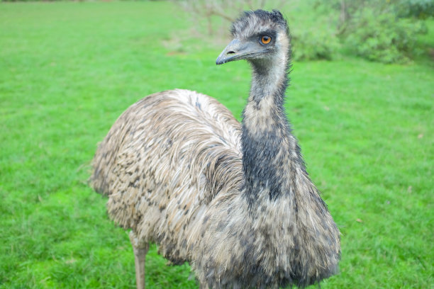 大鸸鹋站在澳大利亚野生动物园的绿地上图片下载