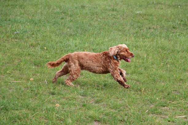 运行可卡犬图片下载