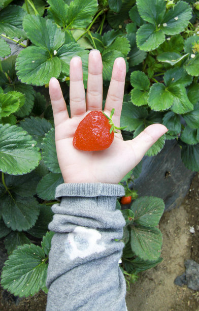 棕榈树上有草莓。图片下载