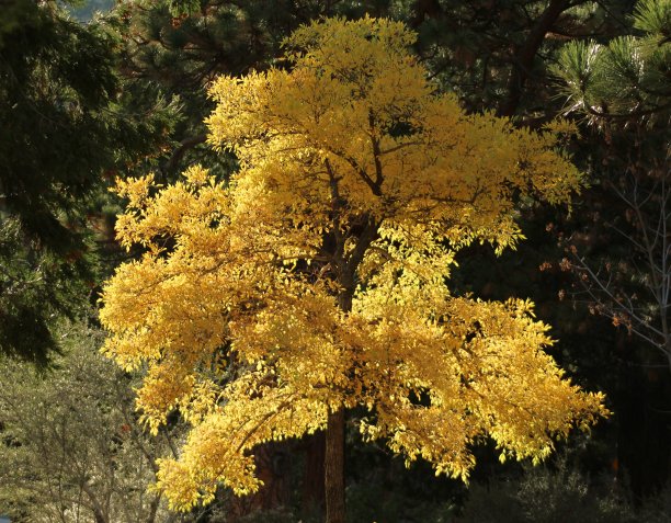 秋天的颜色在秃顶山，圣加布里埃尔山，洛杉矶国家森林，加利福尼亚州图片下载