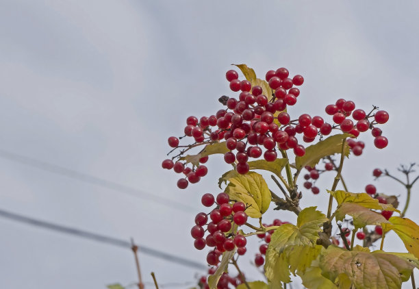 一种成熟的荚蒾长在一丛黄绿色的秋天叶子上图片下载