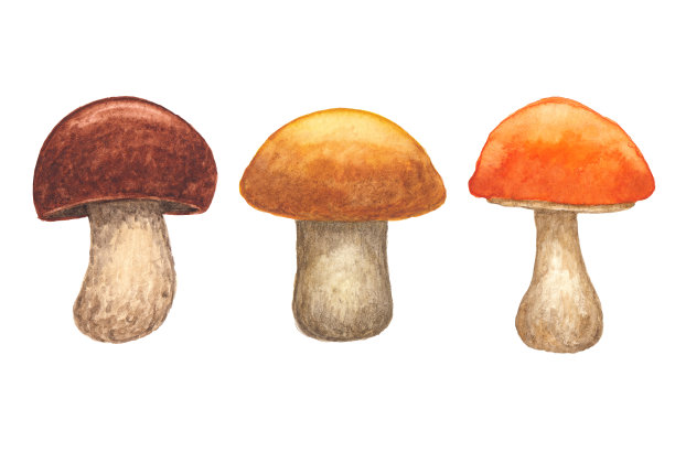 收集蘑菇与水彩纹理图片下载