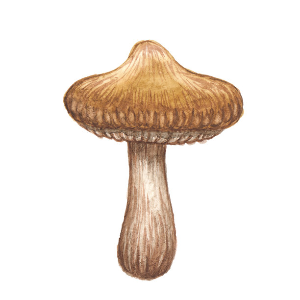 淡蘑菇，水彩纹理图片下载