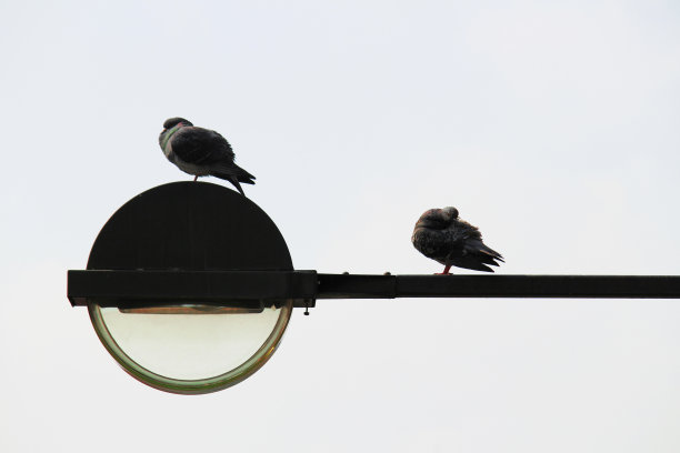 一只鸽子站在城市的路灯上图片下载