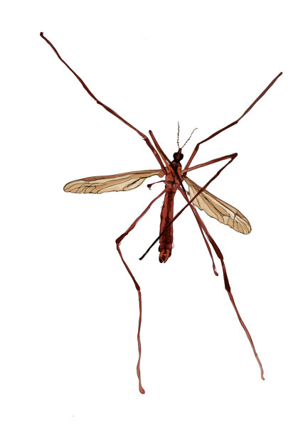 “长腿爸爸”图片下载