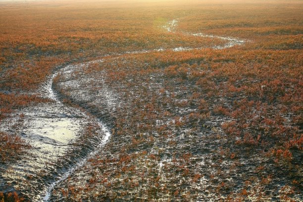湿地的秋色图片下载