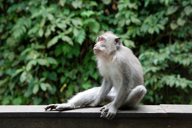 猴子坐在公园里图片下载