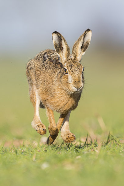 棕色头发图片下载
