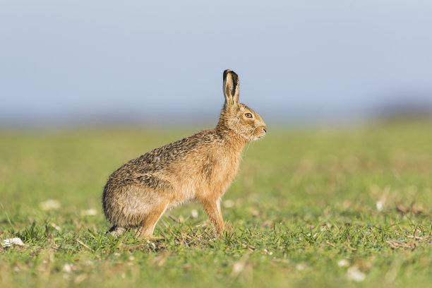 棕色头发图片下载