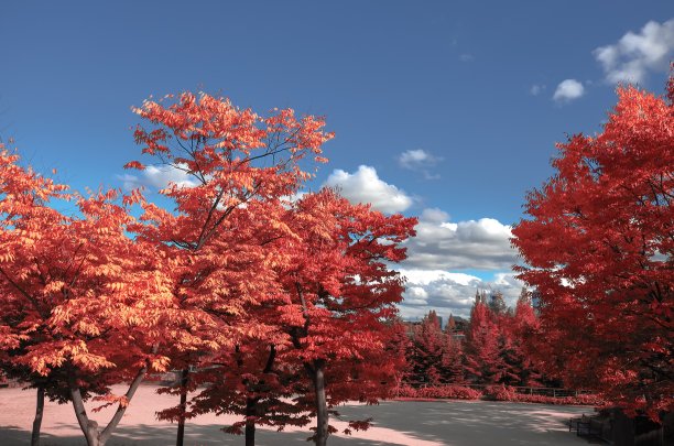 秋天的叶子是红色的图片下载