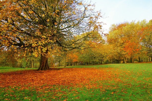 秋天的风景。图片下载