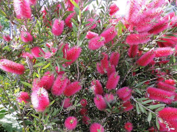 非常美丽和不寻常的花图片下载