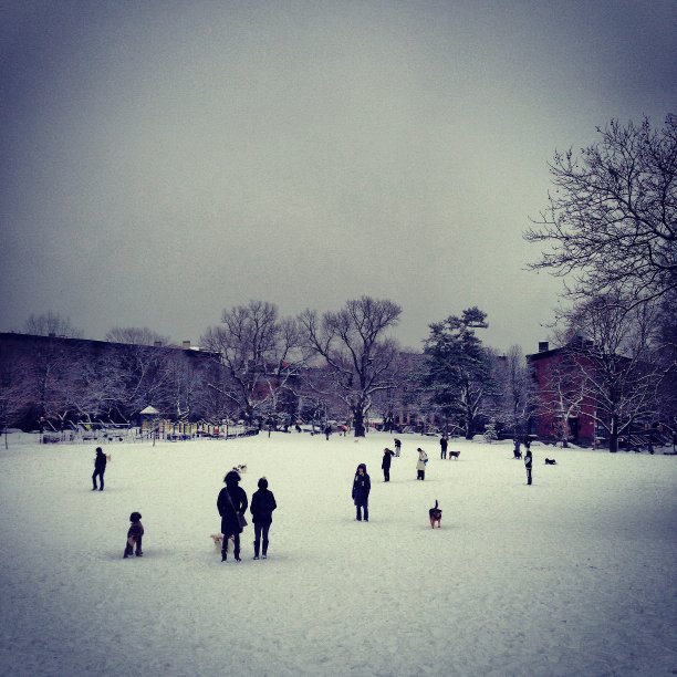 阴天冬日的狗公园图片下载