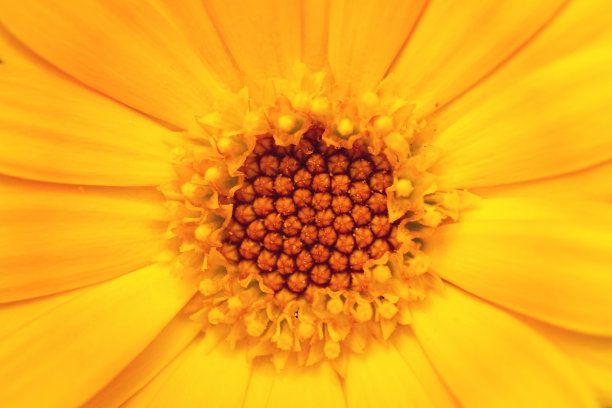橙色花盆万寿菊或金盏花与花粉粒和花瓣的极端特写图片下载