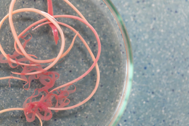 蛔虫病是由寄生蛔虫引起的一种疾病，用于实验室的教育。图片下载