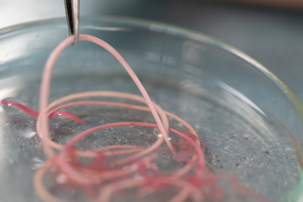 蛔虫病是由寄生蛔虫引起的一种疾病，用于实验室的教育。图片下载