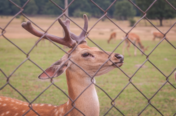 农场里的鹿图片下载