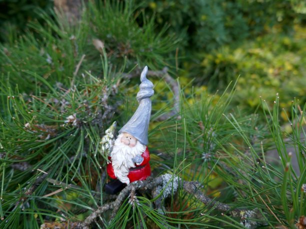 森林里有棵小圣诞树的花园侏儒。图片下载