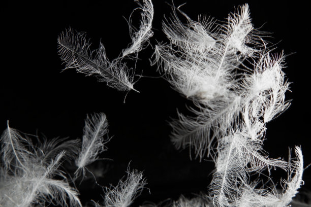 黑色背景中的羽毛图片下载